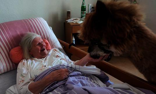 Tiertherapie - Lama besucht Bewohnerin am Bett